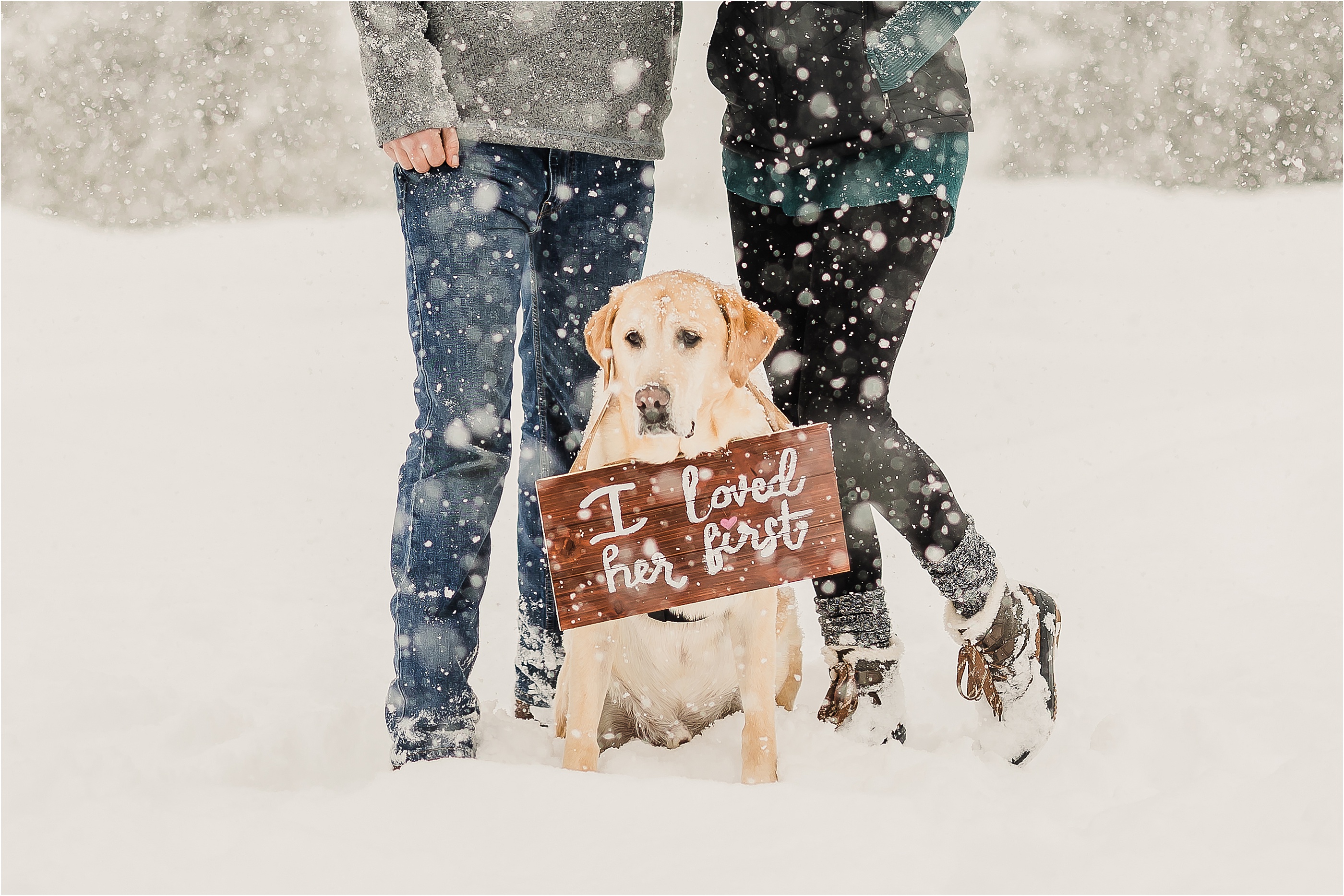 Yellow lab posed in snowy engagement session with sign